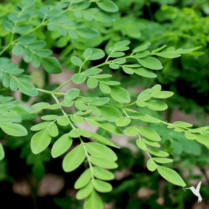 Moringa leaves
